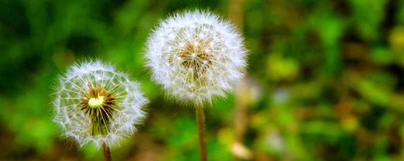 蒲公英種植方法和時(shí)間