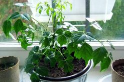 幸福樹怎么換盆，以下四部必須要做到