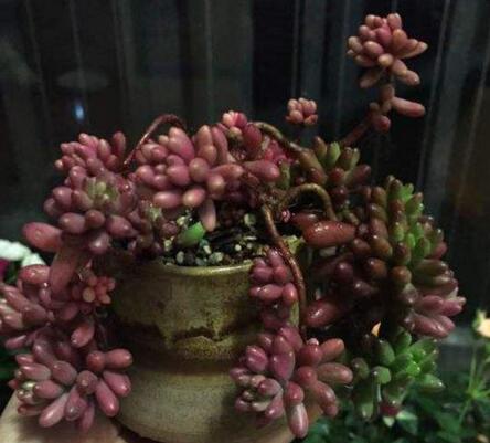 碧玉蓮如何度夏，最主要的是不要隨意澆水