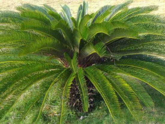 鐵樹開花有什么寓意，象征著大富大貴、吉祥瑞兆