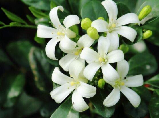 九里香種在家里禁忌，只需要注意四個(gè)要點(diǎn)即可