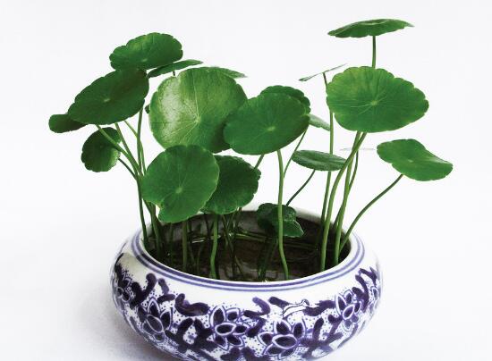 銅錢草爛根是什么原因，銅錢草爛根了怎么辦