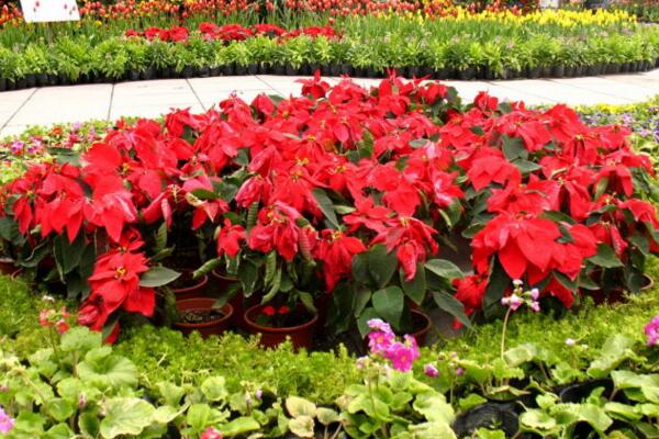 一品紅花期調(diào)控方法，以下方法就可以讓它提前開花