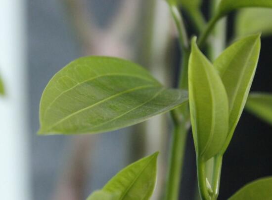 橡皮樹的葉插方法，擇基部下小嫩芽葉片/春秋季節(jié)扦插最佳