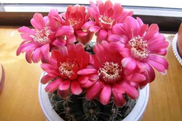 仙人球和仙人掌的區(qū)別，它們只是外觀(guān)不同而已