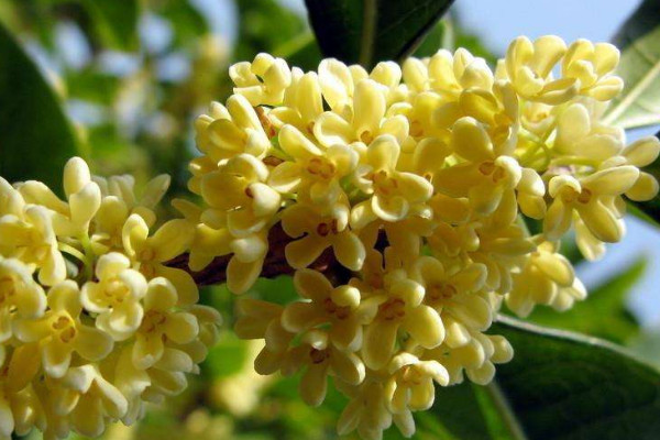 什么樹(shù)可以嫁接桂花