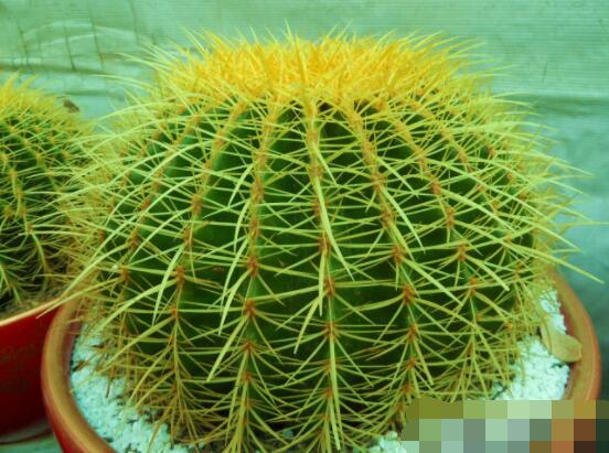 仙人球怎么施肥才正確，老農(nóng)總結一年四季施肥方法