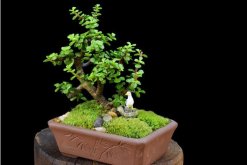 玉樹圖片，特征、習(xí)性、價值以及風(fēng)水作用