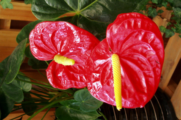 火鶴的養(yǎng)殖方法和注意事項(xiàng)