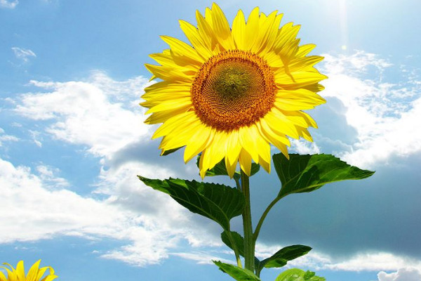 向日葵秋天開花嗎