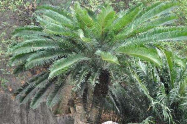 蘇鐵有哪些品種，常見蘇鐵品種介紹