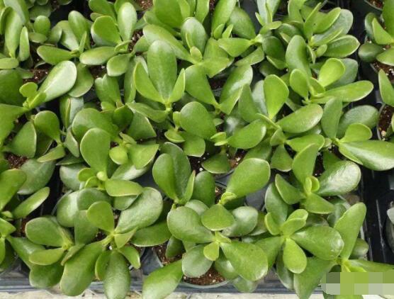 玉樹(shù)葉子發(fā)黃怎么補(bǔ)救，教你三種最直接有效的補(bǔ)救方法