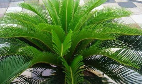 鐵樹葉片彎曲變形的原因和解決方法，教你三種最直觀有效措施