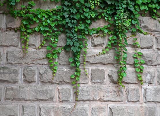 家庭養(yǎng)常春藤常見問題大全，做好六點基本要點即可(生長翠綠)