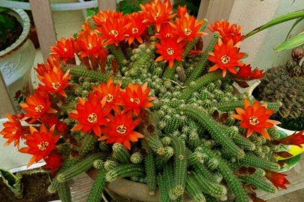 仙人掌常見的開花品種，最受歡迎的品種是緋花玉