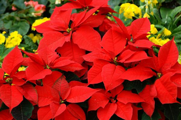 家里養(yǎng)一品紅有啥好處，改善空氣、供觀賞用