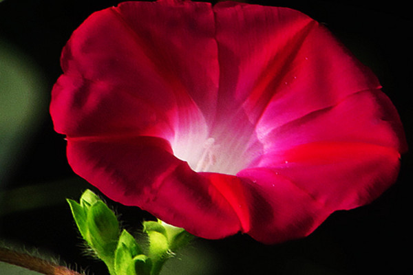 怎樣讓牽?；ㄅ捞? src="/nongchan/d/file/20201223/ipd5sy5zs0c.jpg" / data-sdGP="RKYCF1"></p>
<p data-dh3j="x7K7jV">
	想要讓牽牛花爬藤的話，就需要為其搭建支架，觀察到牽?；ǖ闹l長到一定長度的時候，我們可以用細(xì)竹竿在其周圍搭出一個架子，然后把它的枝條小心的纏繞在架子上，很快它就能沿著支架爬藤生長了。</p>
<p data-Eg2r="l2L6gu">
	<strong data-fNbj="shsKlI">2、充足光照</strong></p>
<p data-DBYM="U7uhXc">
	<img alt=