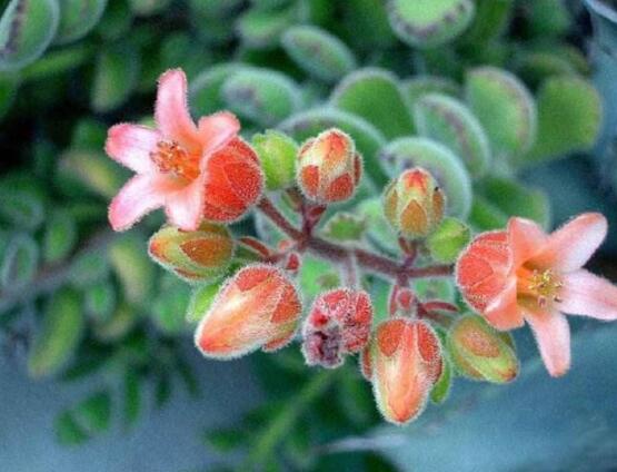 熊童子什么時(shí)候開(kāi)花，基本上都是在夏末秋初開(kāi)花