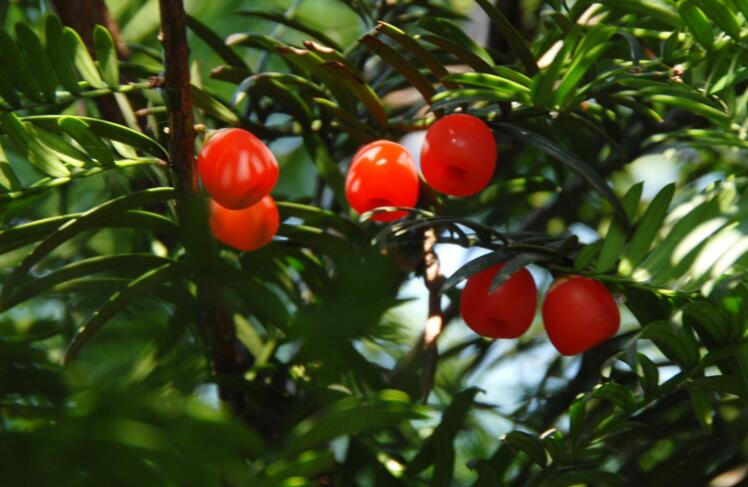 紅豆杉泡水喝有什么作用，不光抗癌還利尿消腫