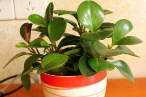 碧玉有毒嗎，碧玉可以放臥室嗎(無毒能凈化空氣)