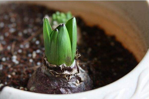 風(fēng)信子的繁殖方法，分球繁殖以及播種繁殖詳解