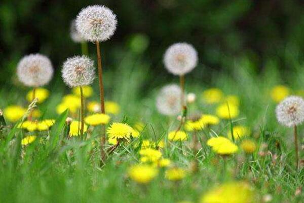 蒲公英采摘季節(jié)，春季食用秋季藥用