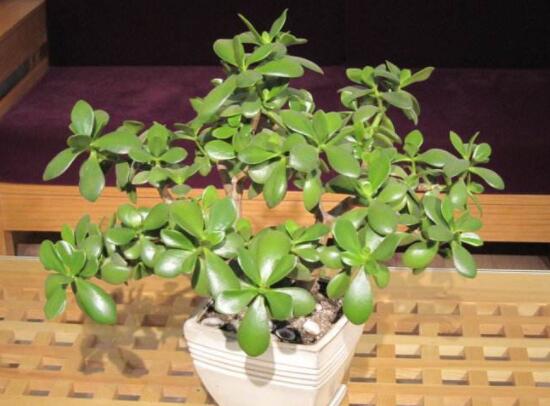 家里養(yǎng)玉樹有什么寓意，家庭和諧、事業(yè)順暢，學業(yè)有成