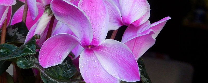 仙客來長葉不開花咋回事