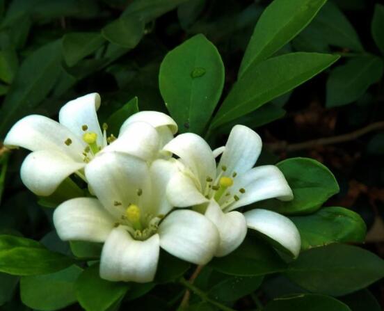 九里香每年開(kāi)多少次花，一年獨(dú)開(kāi)一次花(花期4-8月)