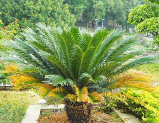 鐵樹葉片彎曲變形的原因和解決方法，教你三種最直觀有效措施