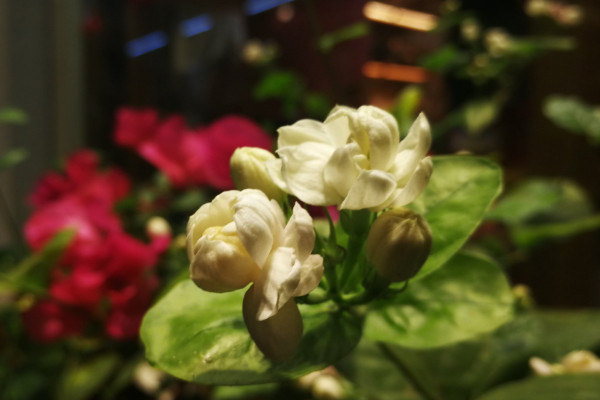 茉莉開花時可以澆水嗎