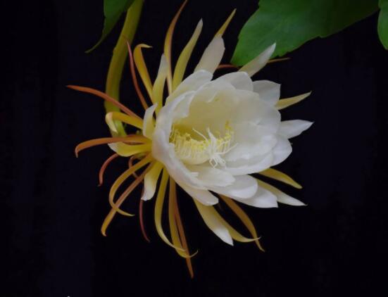 曇花的病蟲害及其防治，詳解四種病蟲害防治大全