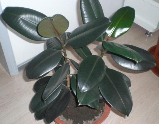 橡皮樹(shù)用什么肥料好，橡皮樹(shù)怎么養(yǎng)長(zhǎng)得快