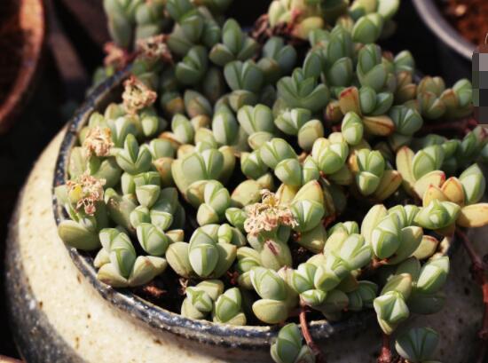 碧玉蓮葉子發(fā)黃變軟怎么辦，教你四種原因以及解決辦法