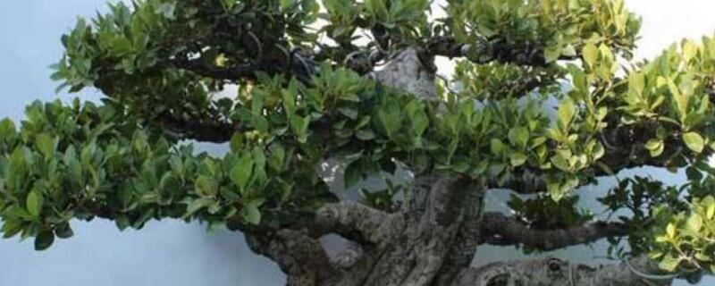 榕樹(shù)盆景葉子發(fā)黃掉葉