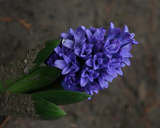 風(fēng)信子怎么施肥吸收效果最好，推薦兩種最見(jiàn)效的吸肥方法