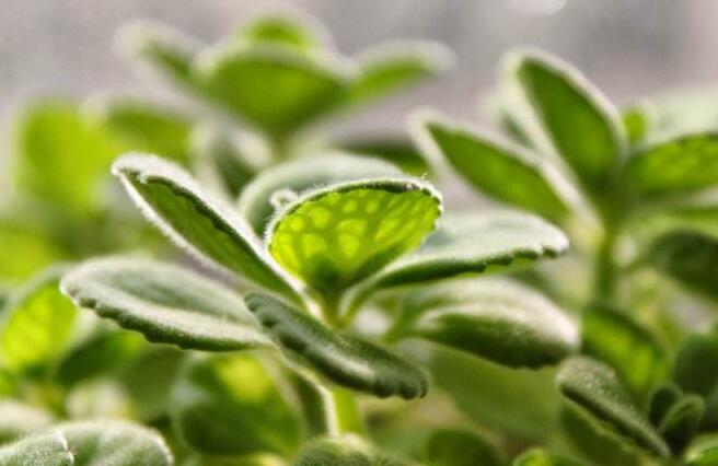 碰碰香花有毒嗎，不光沒(méi)毒并且還有很大的作用