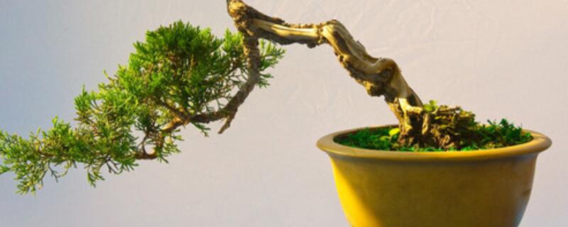 榕樹秋季怎樣管理養(yǎng)護(hù)