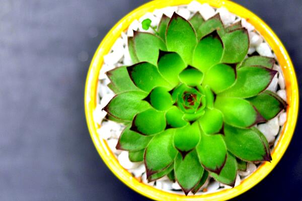 寶石花和觀音蓮的區(qū)別，詳細(xì)介紹葉子和花朵的不同