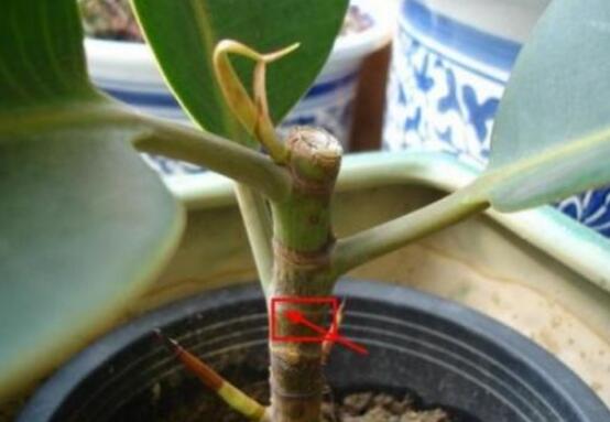 橡皮樹多高怎么去頭，擇理想的高度（生長(zhǎng)出芽點(diǎn)）