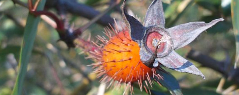 金櫻子栽培高產(chǎn)技術(shù)