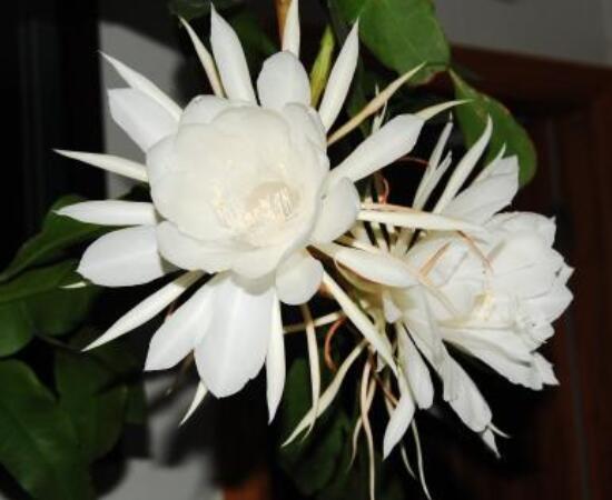 曇花什么時(shí)候葉插，以春季為主/擇兩年生健康老葉