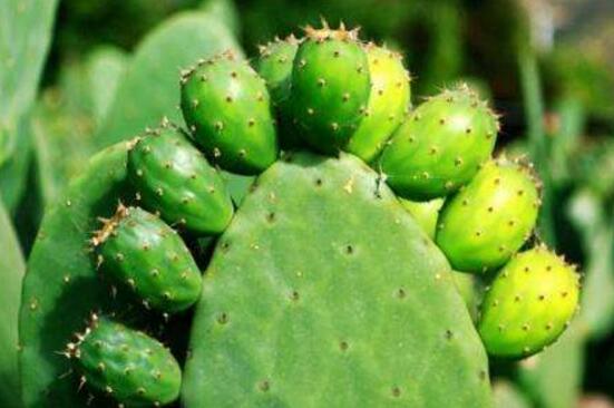 仙人掌的藥用價值，盤點仙人掌八大藥用療效