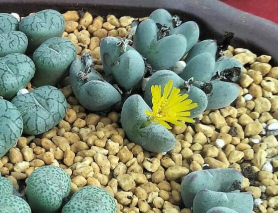 夏天生石花怎么養(yǎng)，做好五個要點可安然度夏