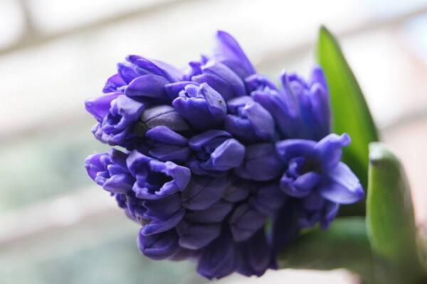 如何養(yǎng)好風(fēng)信子，風(fēng)信子養(yǎng)殖5大秘訣