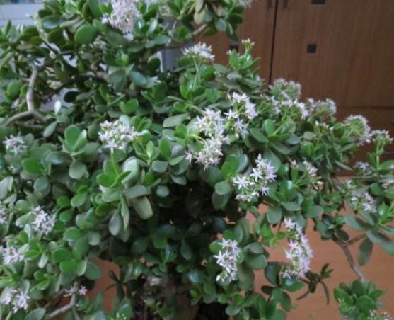 燕子掌的養(yǎng)殖方法和注意事項，老農(nóng)總結(jié)最實用八大養(yǎng)殖技巧