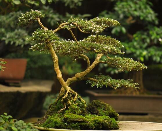 怎樣養(yǎng)好六月雪，盆土是關(guān)鍵/做好澆水施肥