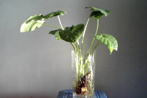 如何水養(yǎng)萬年青，掌握換水規(guī)律最重要