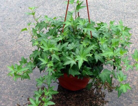 盆栽常春藤怎么爆盆，教你五點(diǎn)養(yǎng)護(hù)措施盆盆枝繁葉茂