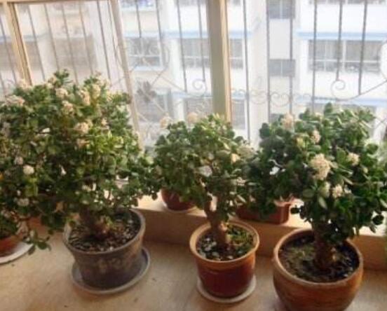 燕子掌用大盆還是小盆，大株用大一號(hào)盆/小株用小一號(hào)盆